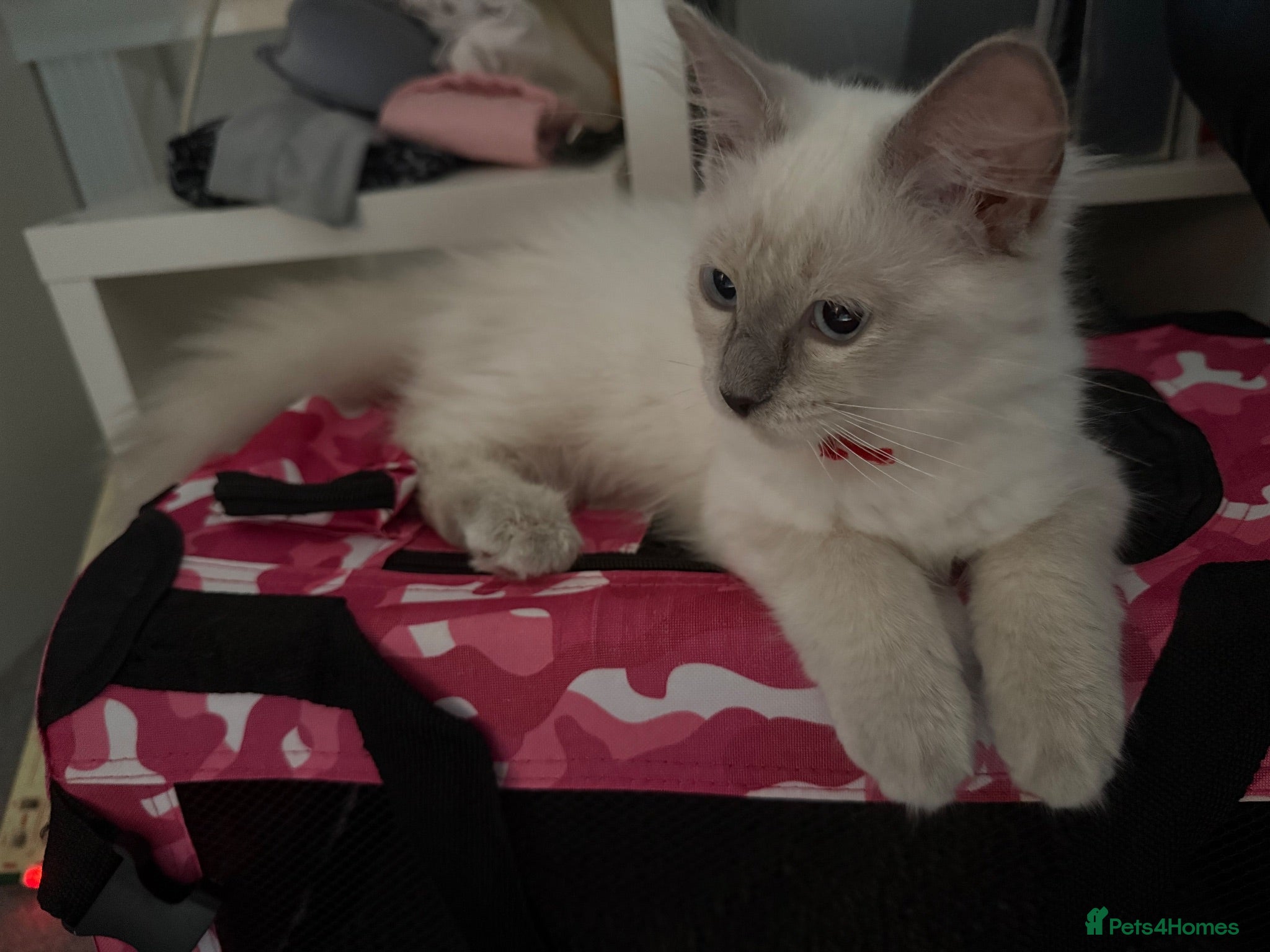 Ragdoll cats 3 Handsome boy Pure Ragdolls - Advert 15