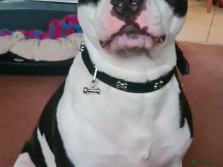 Staffordshire Bull Terrier dogs in Orpington - Advert 24