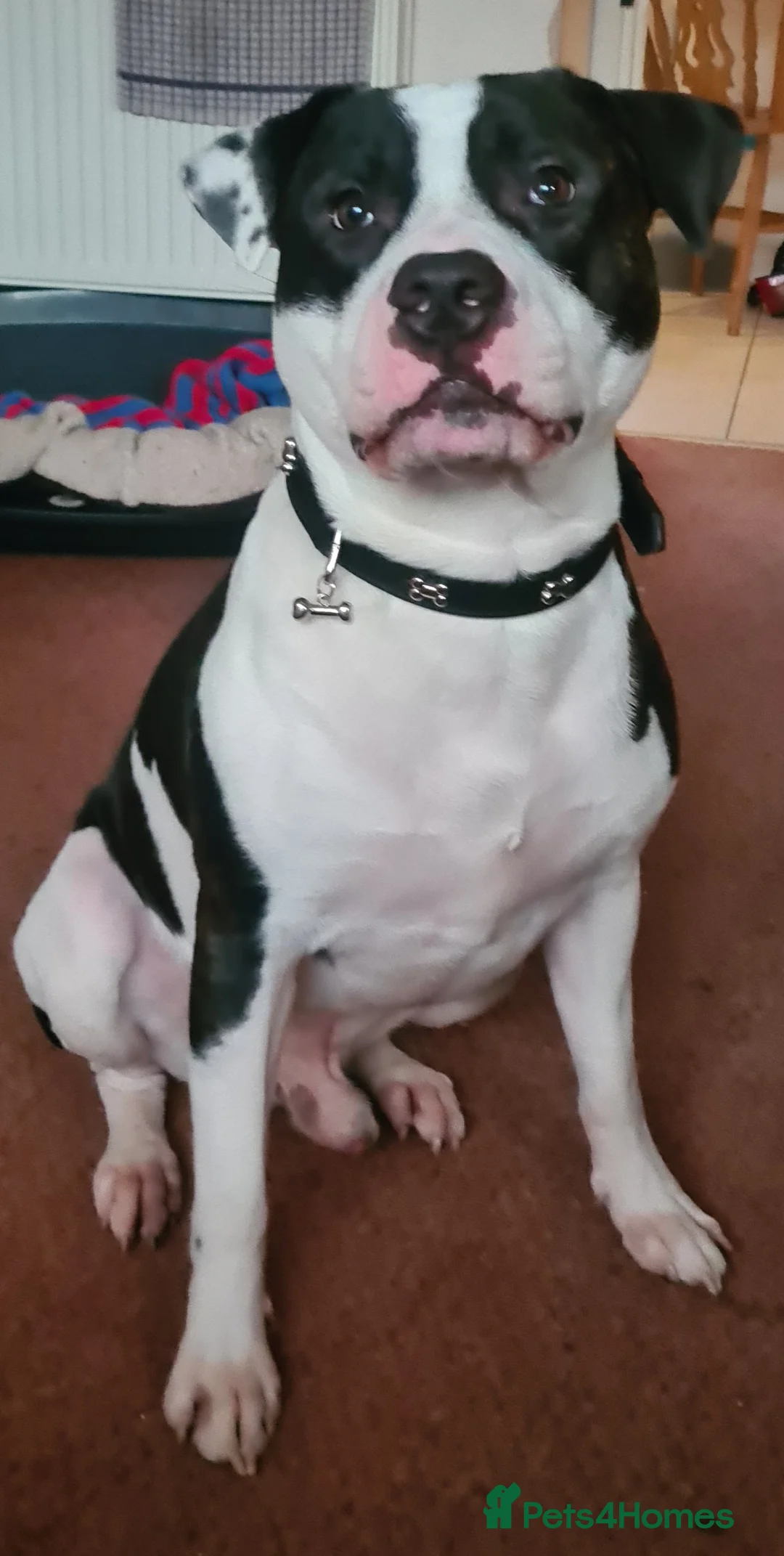 Staffordshire Bull Terrier dogs for stud: Albert the staffy  in Orpington - Advert 1