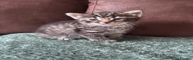 Kitten 3 tabby