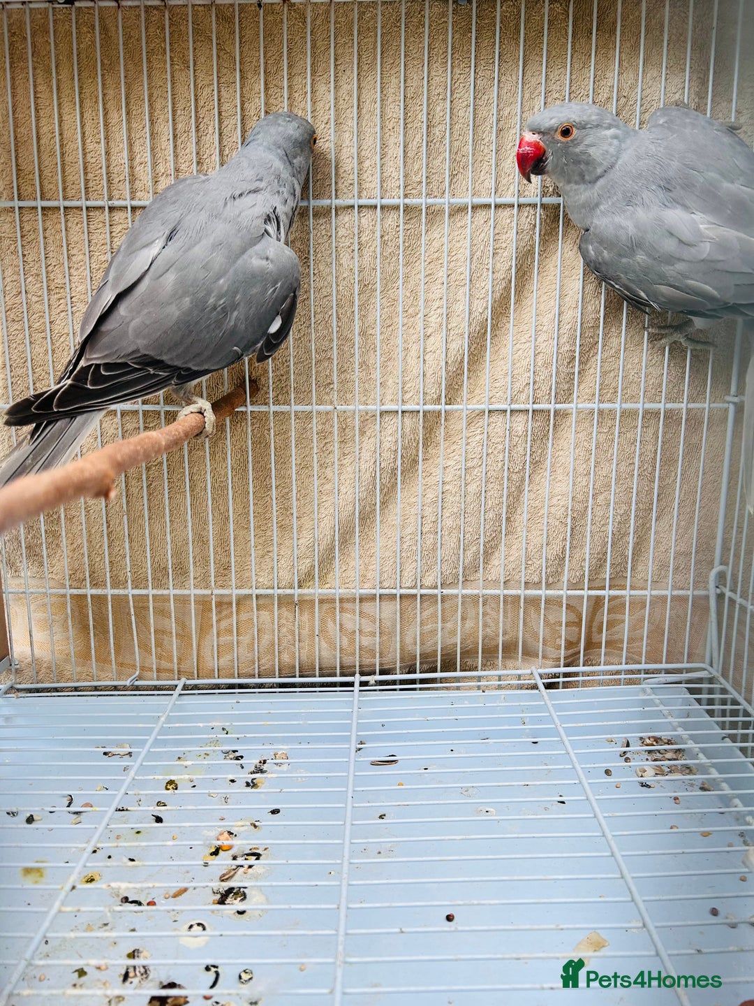 Ringnecks birds for sale: Silver Ringneck pairfor sale  - Image 4