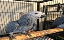Parrots birds for sale: Hand Reared Baby African Greys  - Image 3