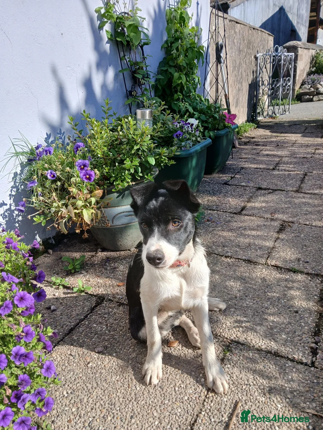 Border Collie dogs for sale: **1 girl left - Border Collie  - Advert 1