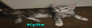 Kylie
