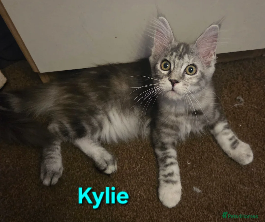 Maine Coon cats for sale: Tica reg maine coon. Poly. - Advert 15