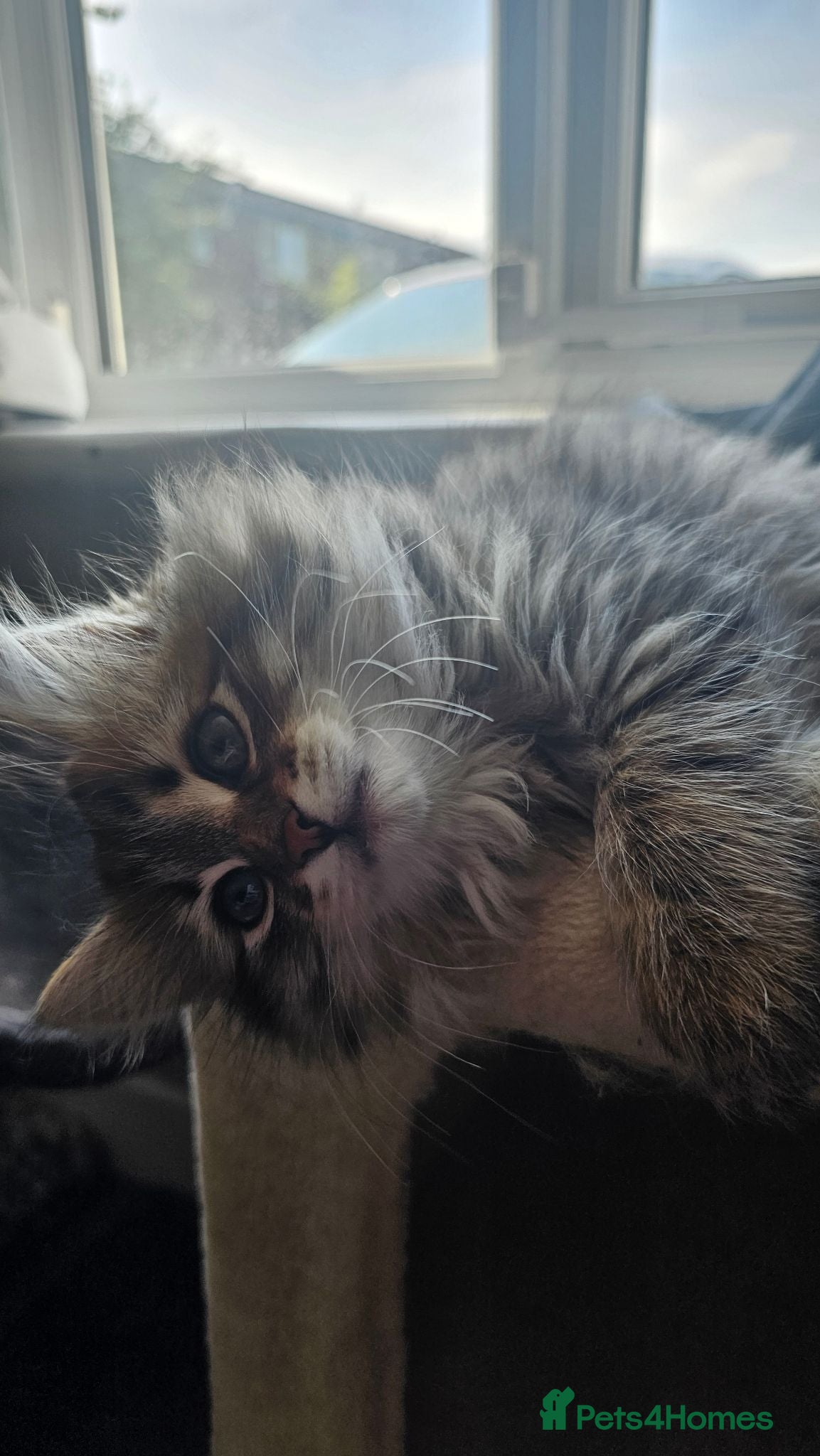 Siberian cats Last Purebred Siberian Kitten Ready to leave!  - Advert 12