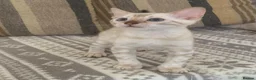 Bengal cats for sale: Beautiful Bengal babies  - Advert 3