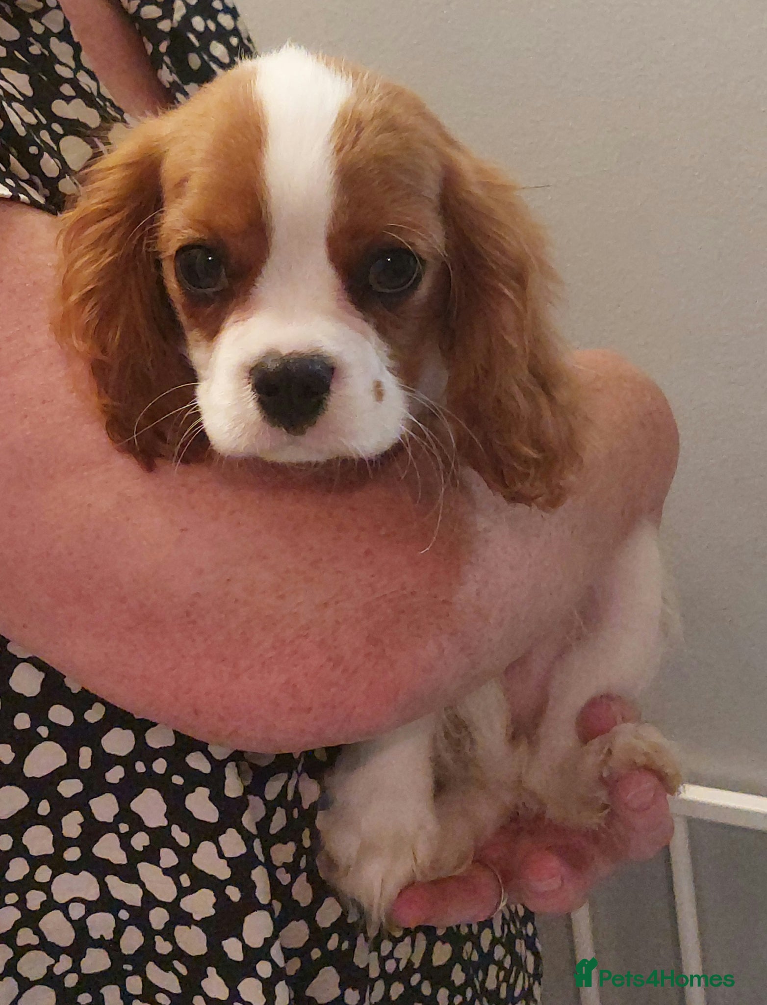 Cavalier King Charles Spaniel dogs Kc Reg Cavalier King Charles Spaniel puppy - Advert 3