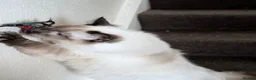 Ragdoll cats for sale: Beautiful Seal Point Ragdoll Boy - Advert 11