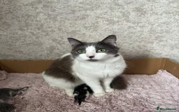 British Longhair cats for sale: Baby kittens  - Image 3