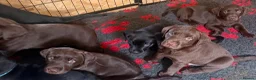 Labrador Retriever dogs for sale: Beautiful litter - Advert 8
