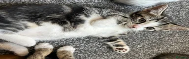 Dark tabby male 