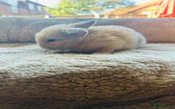Mini Lop rabbits for sale: 6 baby mini lops ready to reserve  - Image 3