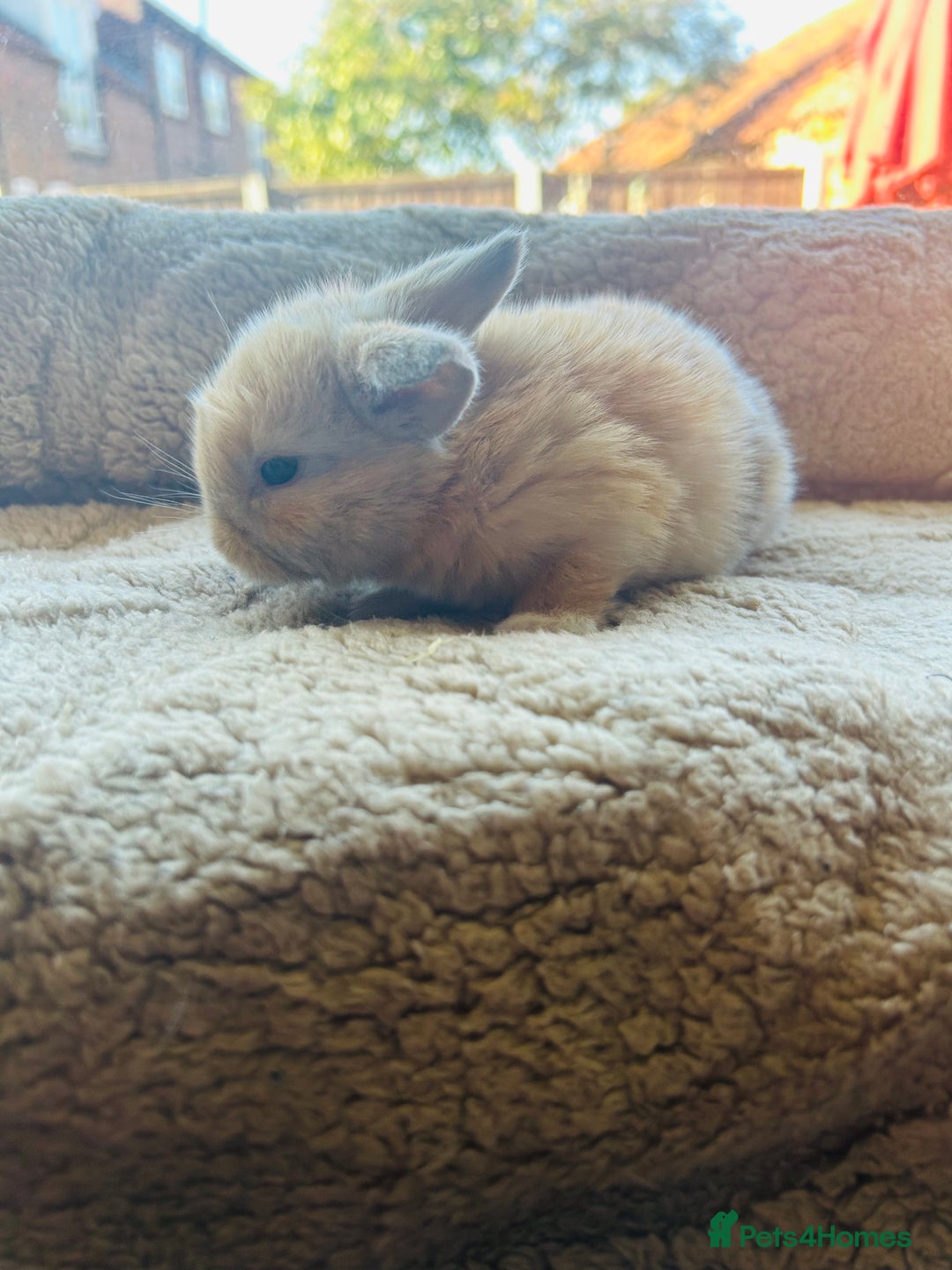 Mini Lop rabbits for sale: 6 baby mini lops ready to reserve  - Image 3