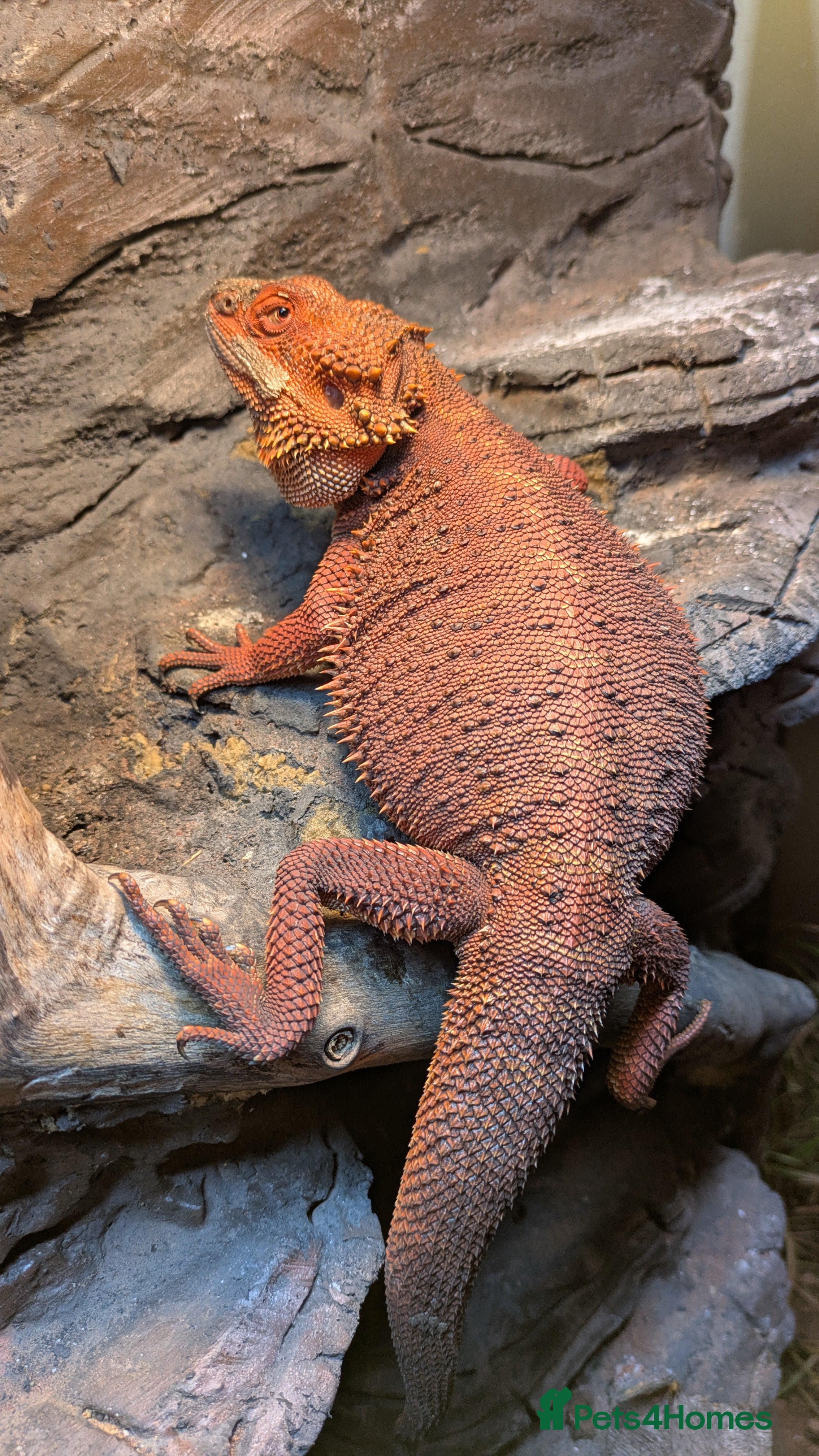 Bearded Dragon reptiles Red Monster Bearded Dragon  - Advert 6