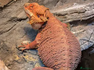 Bearded Dragon reptiles Red Monster Bearded Dragon - Advert 6