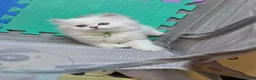 British Longhair cats for sale: British Longhair Kittens – Champion Lines ✨ - Advert 3