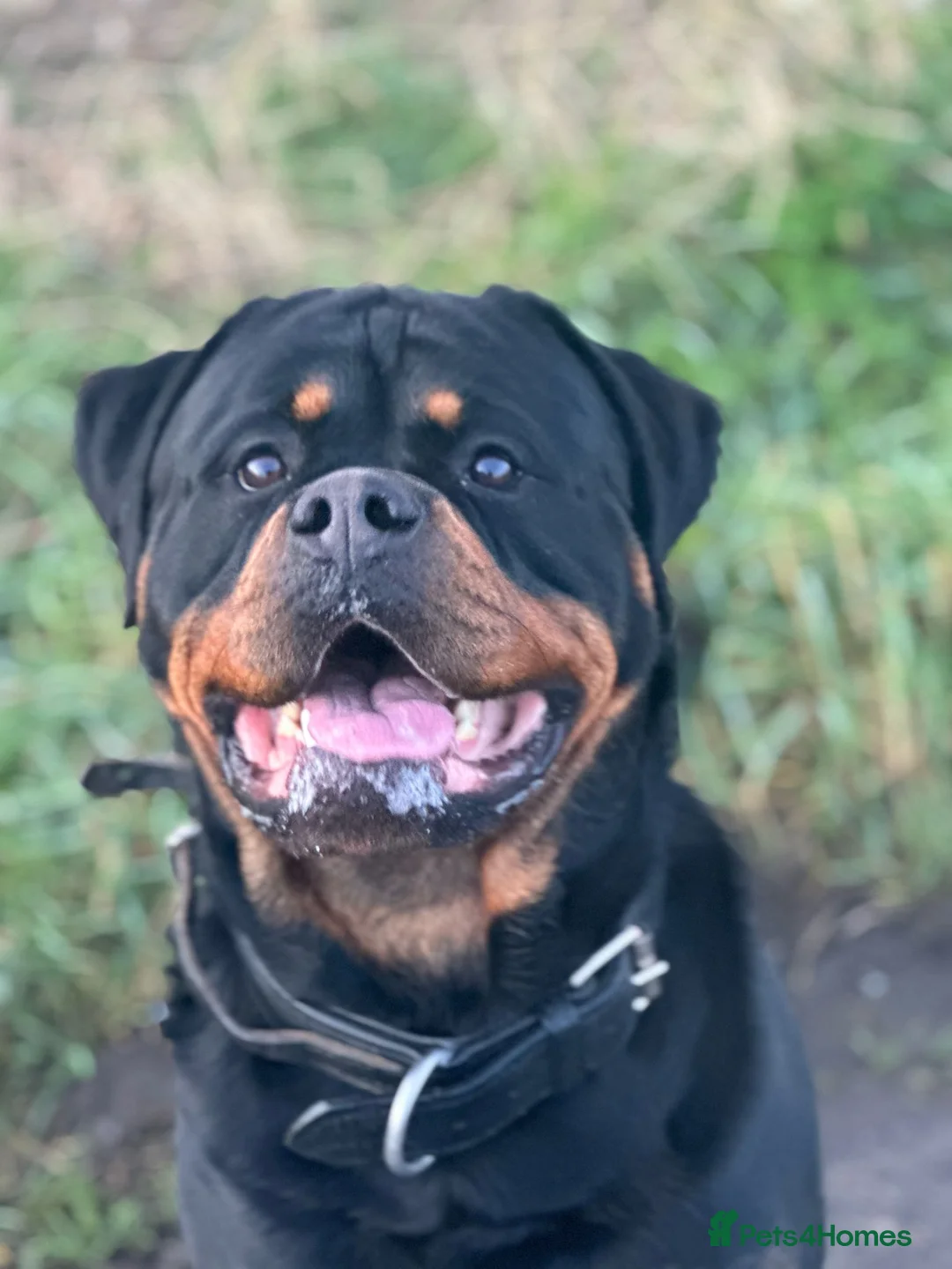 Rottweiler dogs for stud: Serbian Import - OTTO for stud  in Doncaster - Advert 6