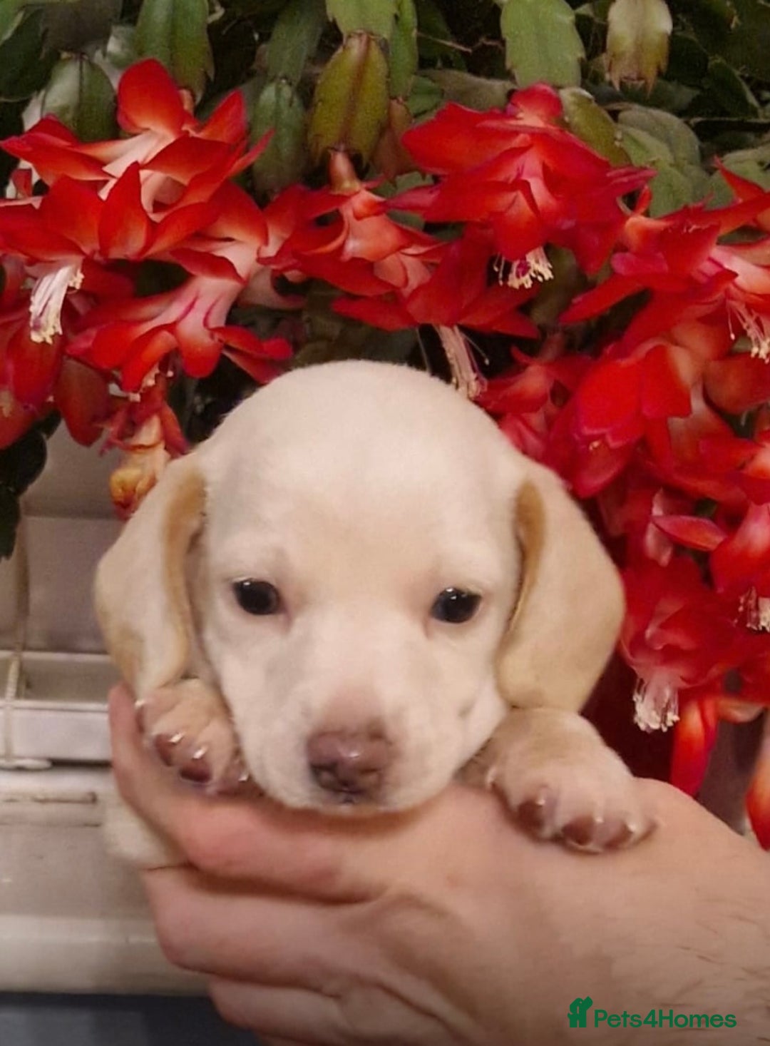 Miniature Dachshund dogs for sale: Miniature dachshund  - Advert 11