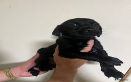 Labrador Retriever dogs for sale: 7 Labrador Puppies - Image 9