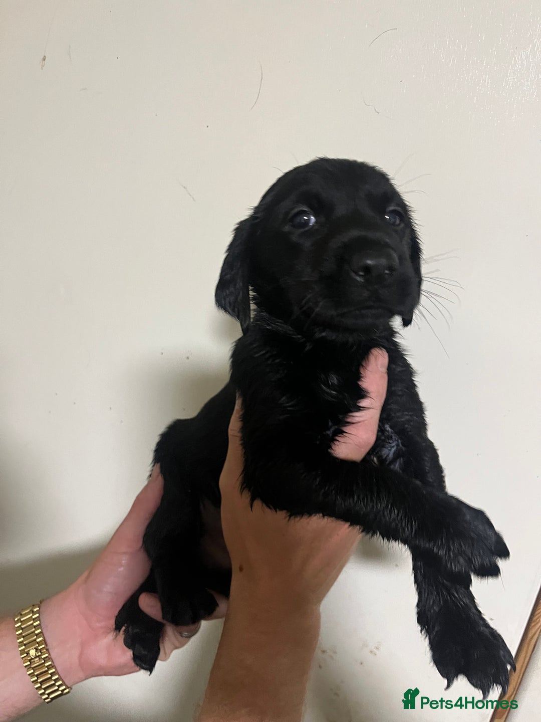 Labrador Retriever dogs for sale: 7 Labrador Puppies - Image 9