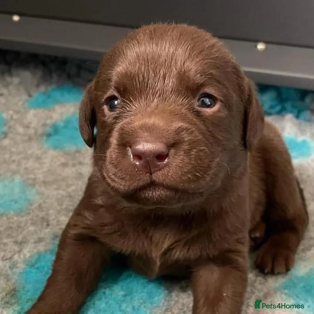 Labrador Retriever dogs for stud: KC REGISTERED LABRADOR STUD in Worcester - Advert 20