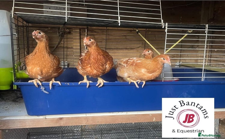 Chickens poultry - Advert 5