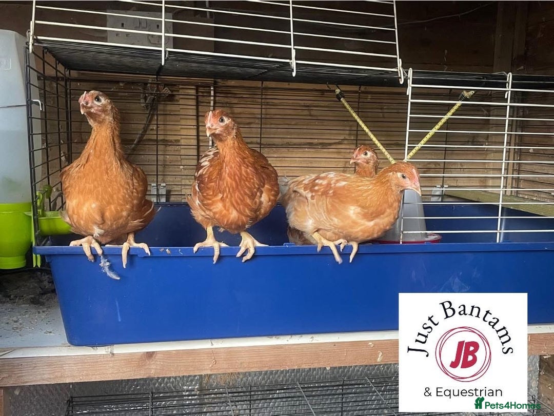 Chickens poultry for sale: Warren Hens for sale  - Image 1