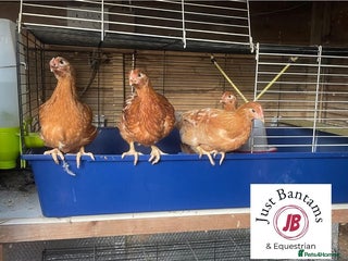 Chickens poultry Warren Hens for sale - Advert 9