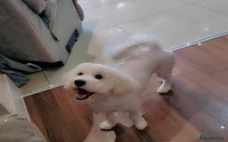 Maltipoo dogs for sale: Cookie - Image 4