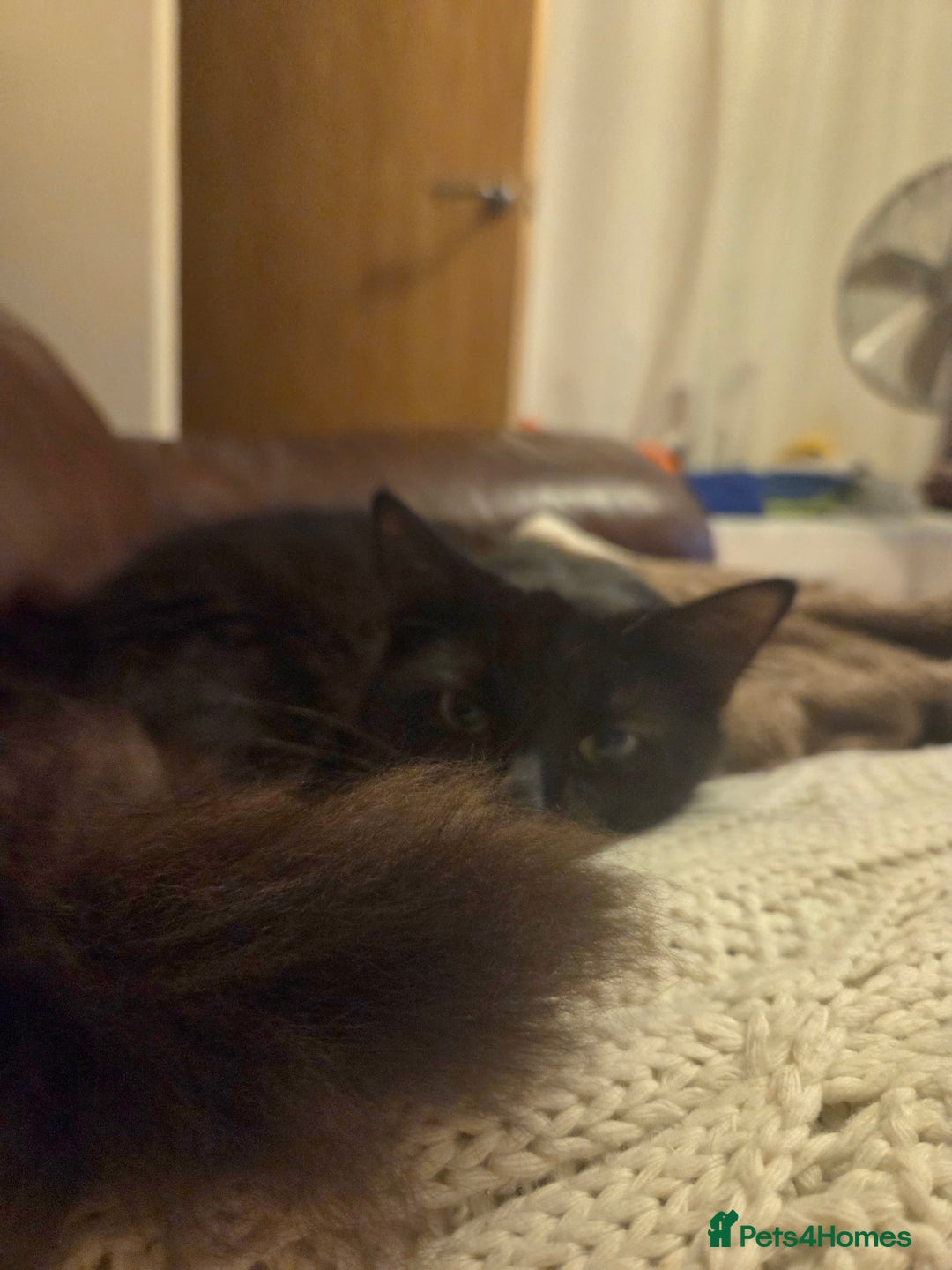 British Longhair cats for sale: Home Wanted for Sibling Cats, Indie & Ingrid - Advert 1