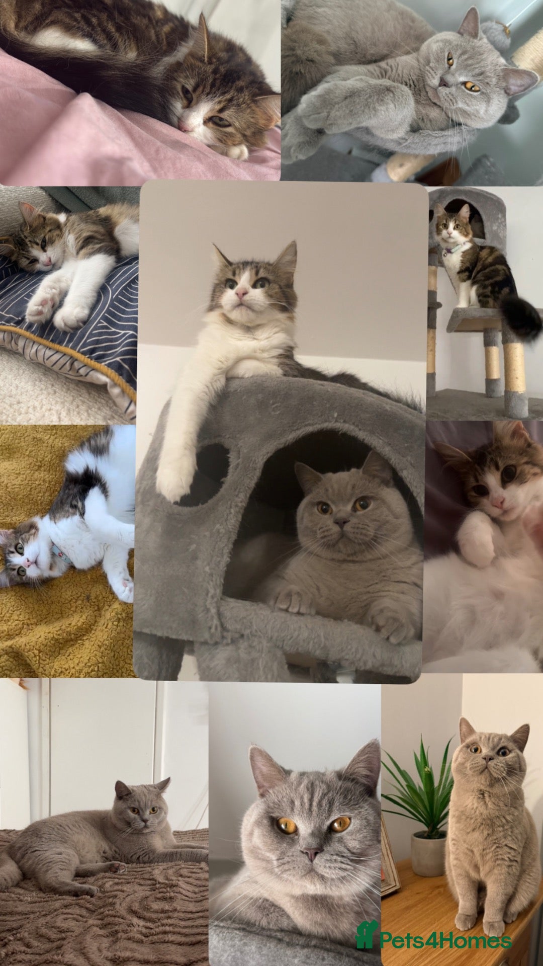 British Shorthair cats British shorthair cross  - Advert 1