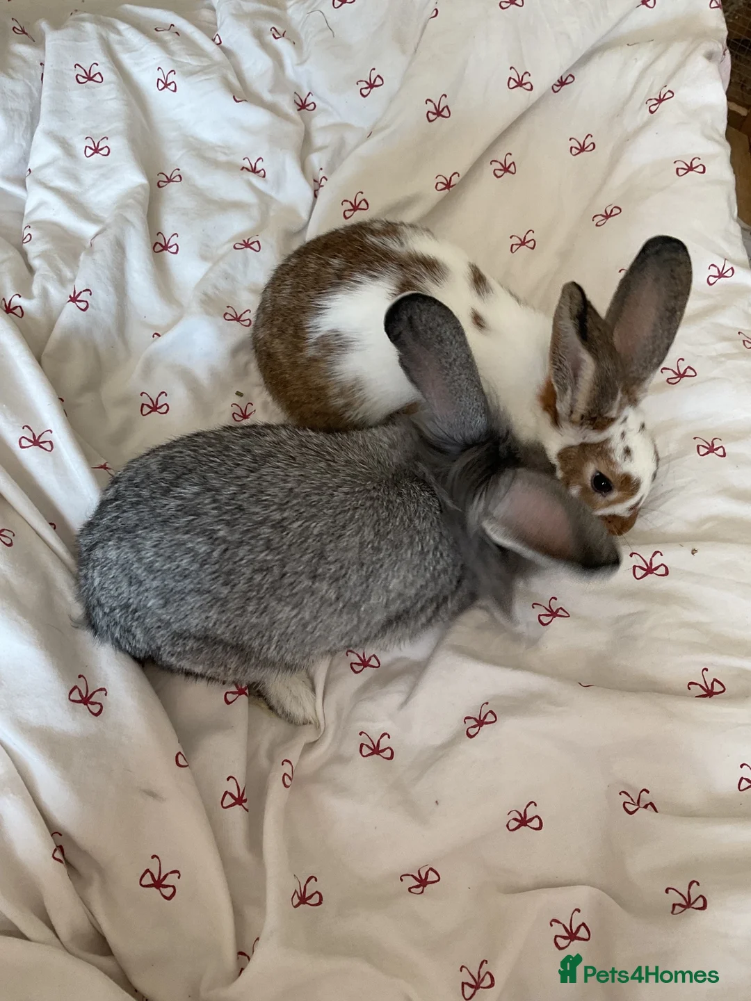 Mixed Breed rabbits for sale: two female rabbits in Henley-in-Arden - Advert 1