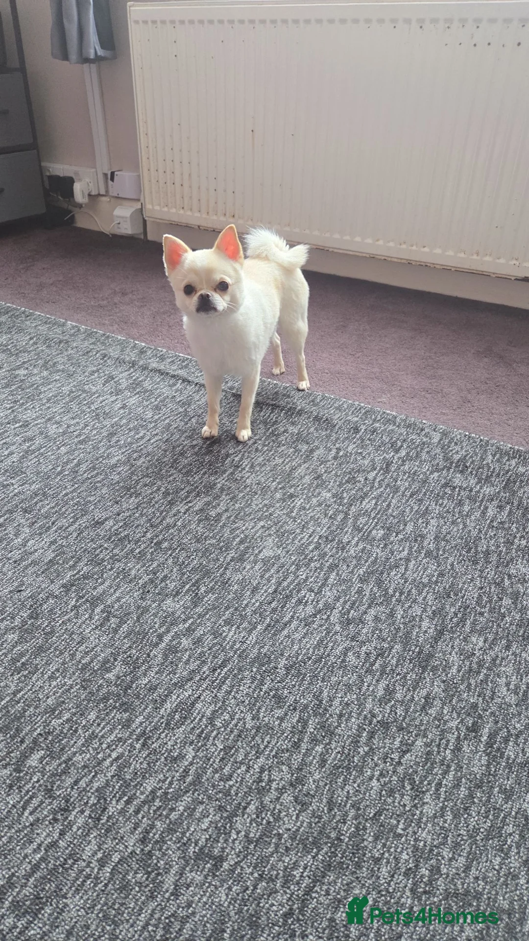 Mixed Breed dogs for sale: 2 year old pomeranian x pug in Southampton - Advert 2