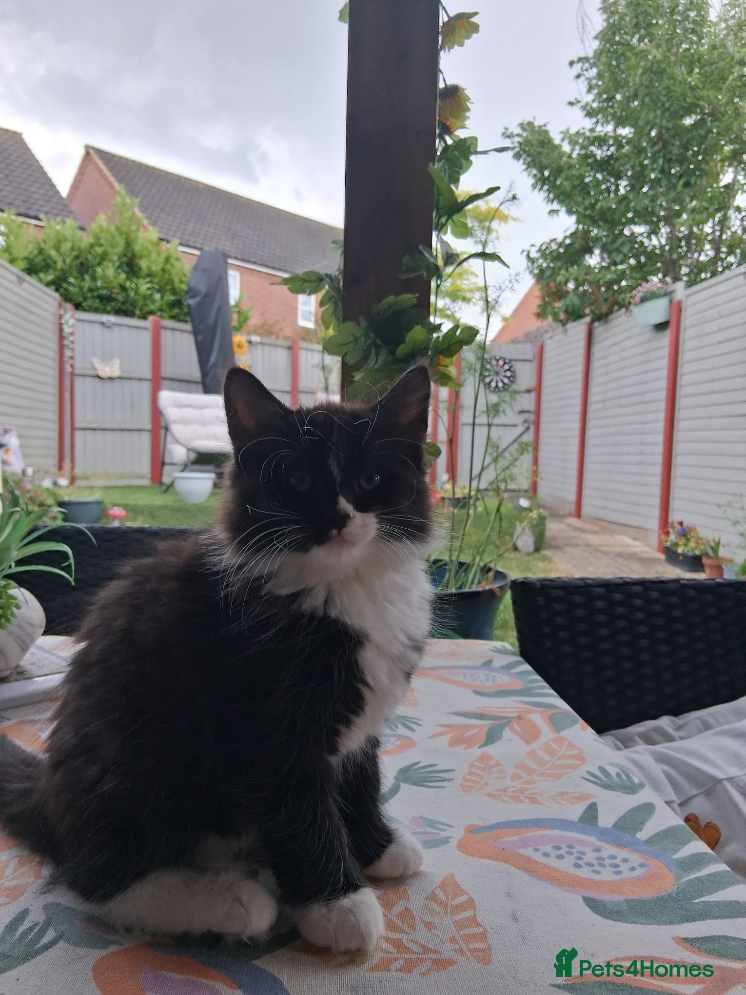 Mixed Breed cats for sale: 1 boy and 2 girls black and white ( tuxedo) - Advert 10