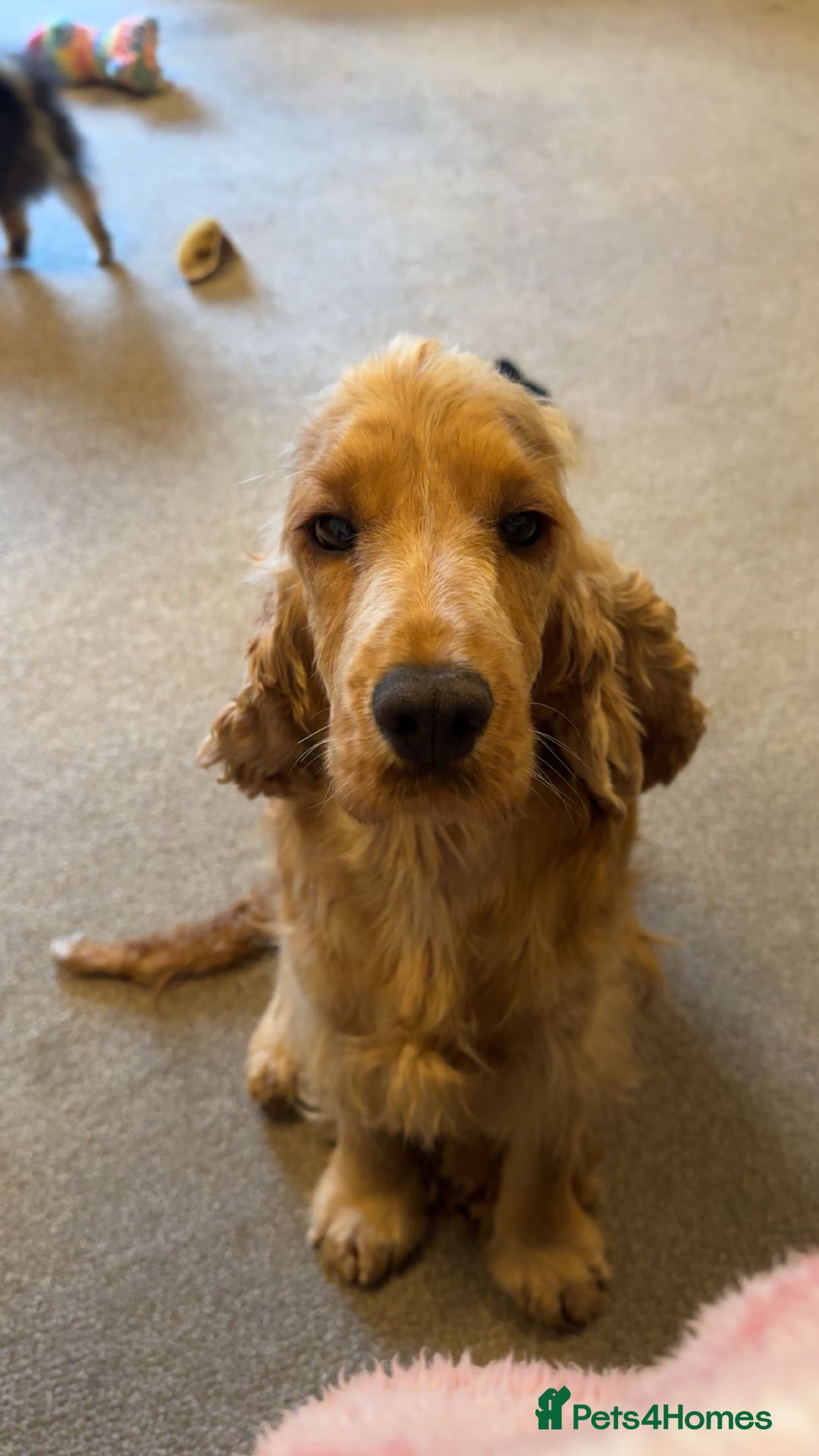 Cocker Spaniel dogs for sale: Health tested full show line puppies - Image 6