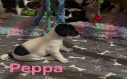 Mixed Breed dogs for sale: 6 Jack Russell x Yorkshire Terrier Puppies  - Image 13
