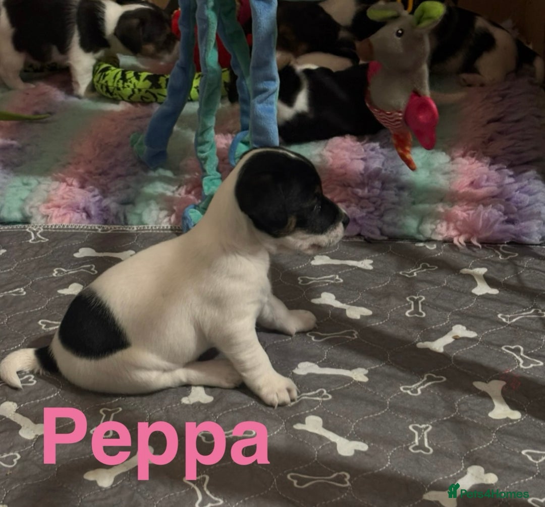 Mixed Breed dogs for sale: 6 Jack Russell x Yorkshire Terrier Puppies  - Image 13