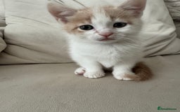 Mixed Breed cats for sale: Mixed breed cats ready now - Image 5