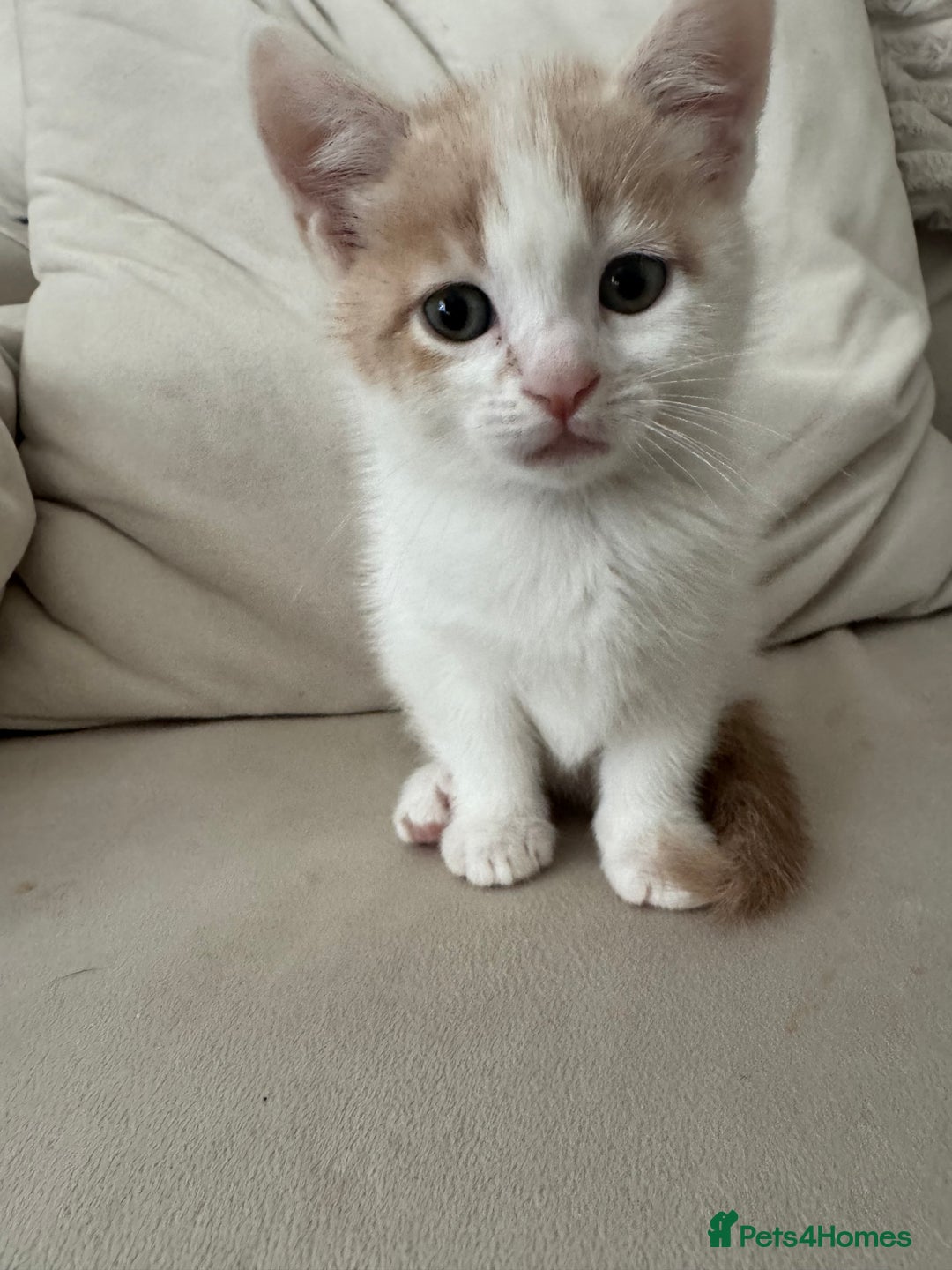 Mixed Breed cats for sale: Mixed breed cats ready now - Image 5