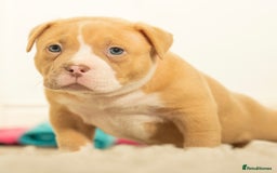 American Bully dogs for sale: Extraordinary Pocket Bully pups - Advert 11
