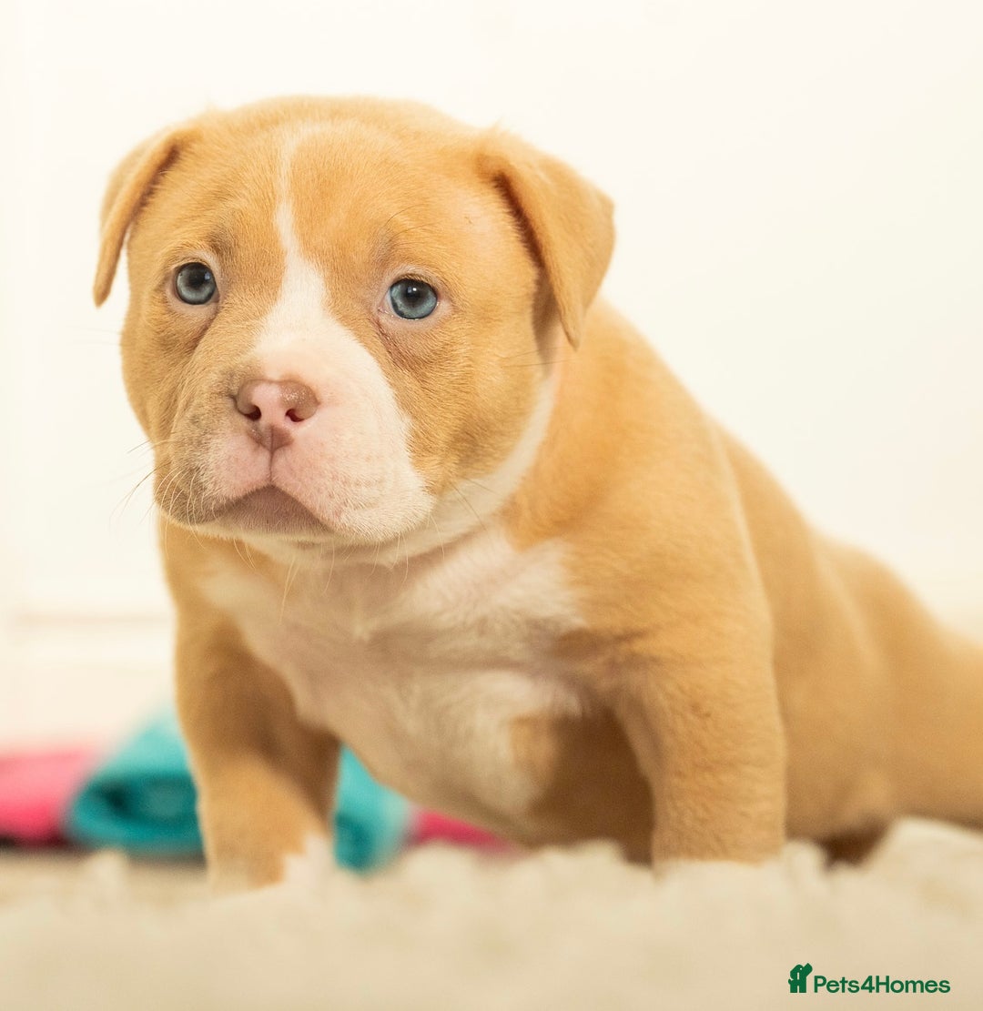 American Bully dogs for sale: Extraordinary Pocket Bully pups - Advert 11