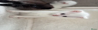 Mixed Breed Kitten 3