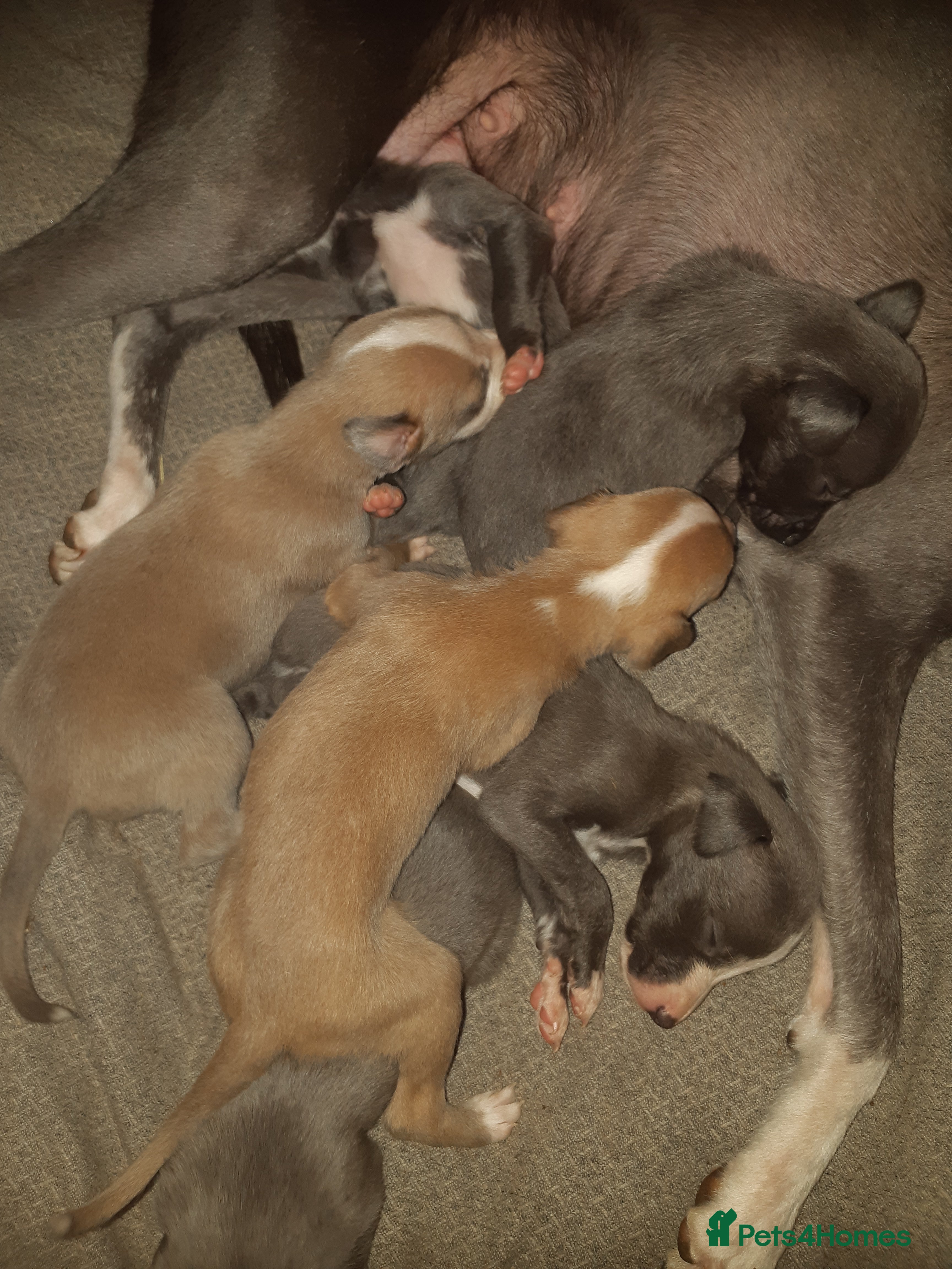 Whippet dogs Whippet Puppies - Advert 4