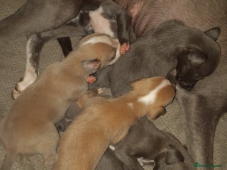 Whippet dogs Whippet Puppies - Advert 4