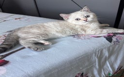 British Shorthair cats for stud: GCCF Active BSH Cream/Ginger ColourPointed  in London - Image 19