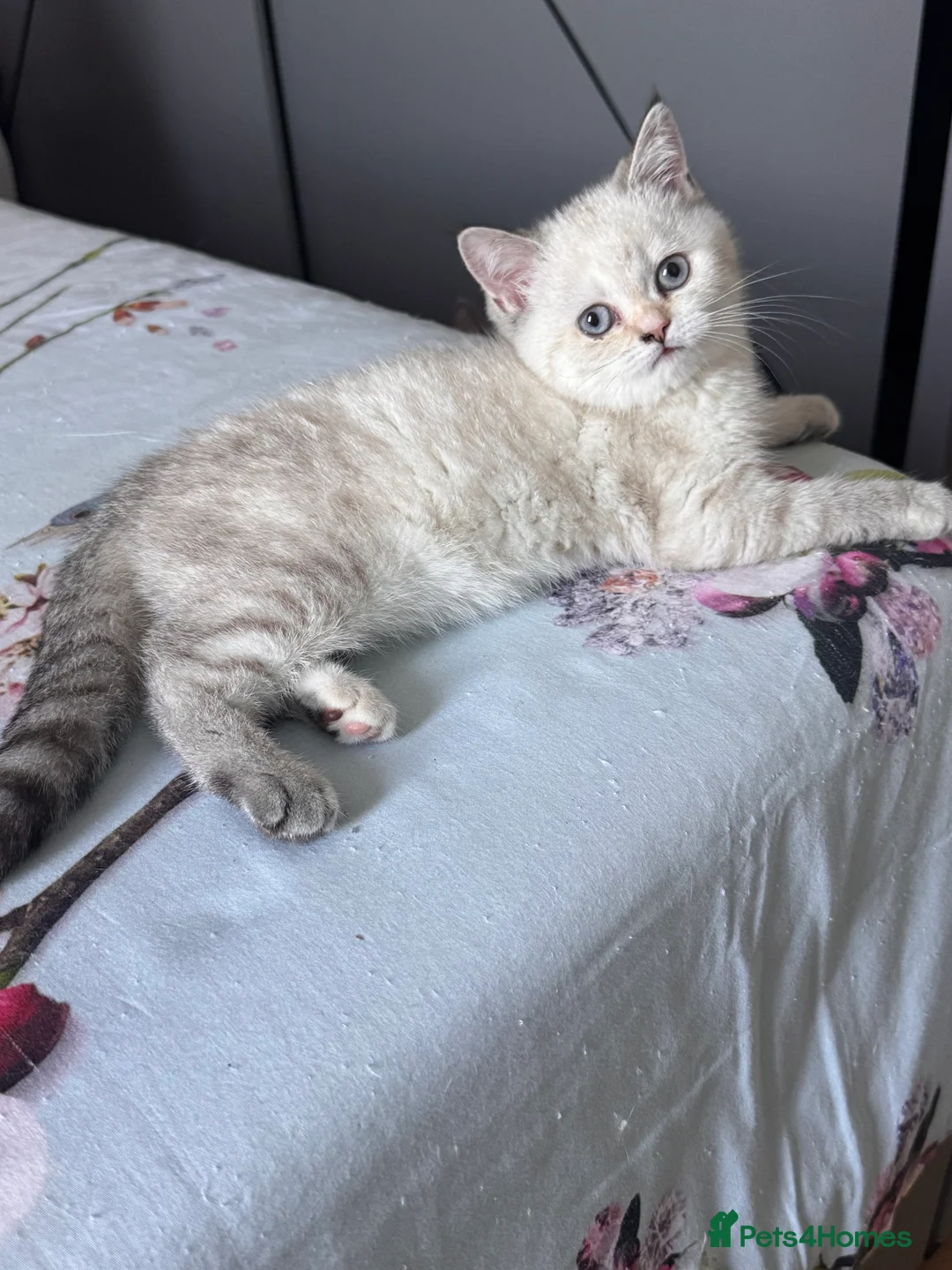 British Shorthair cats for stud: GCCF Active BSH Cream/Ginger ColourPointed  in London - Advert 19