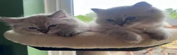 Ragdoll cats for sale: GCCF reg. Blue Tabby Colourpoint Ragdoll kitten  - Advert 3
