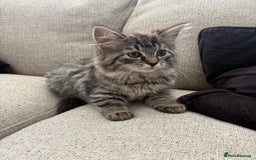 Ragdoll cats for sale: Tabby Ragdolls - Image 1
