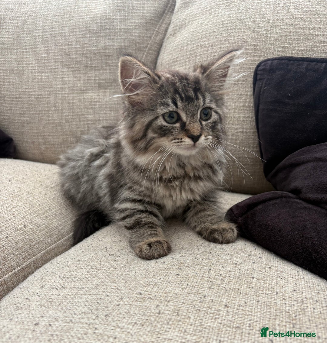 Ragdoll cats for sale: Tabby Ragdolls - Image 1
